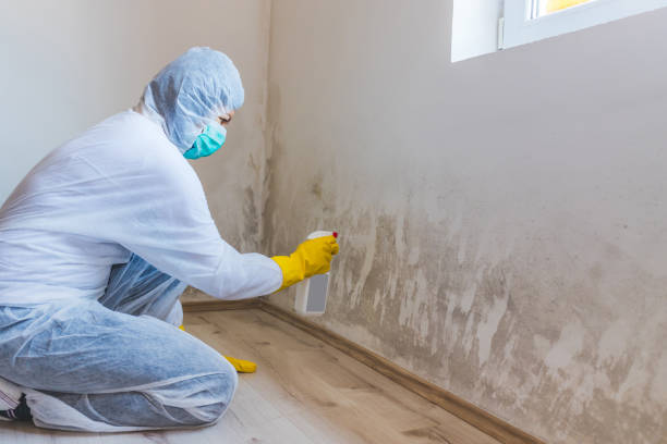 Licensed Basement Mold Remediation service in Naples, FL - WQB Mold Removal