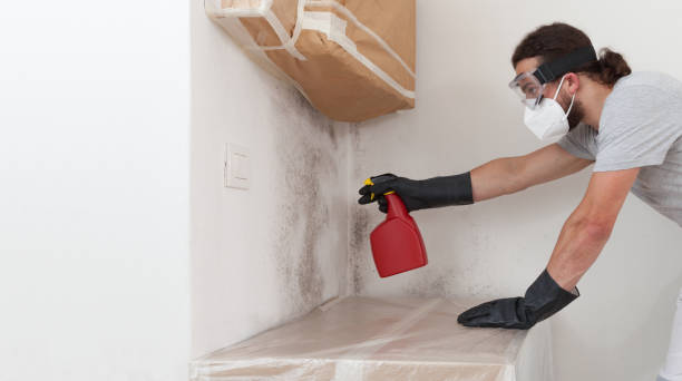 Professional Basement Mold Remediation technician working in Naples, FL